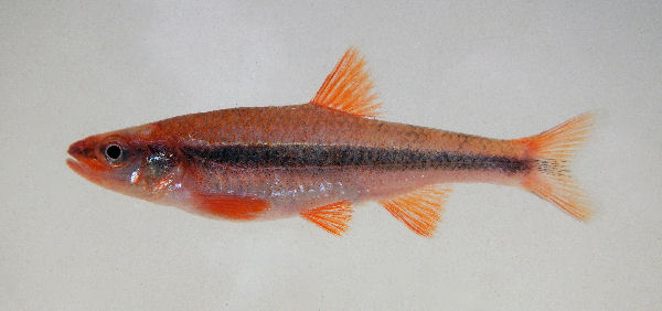 male 3